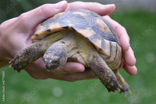 Die Schildkröten sind eine Ordnung der Sauropsida und erschienen erstmals vor mehr als 220 Millionen Jahren im Karnium