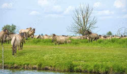 Herd of wild horses running along a river in summer © Naj