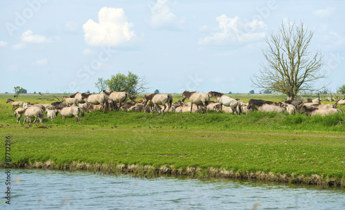 Herd of wild horses running along a river in summer