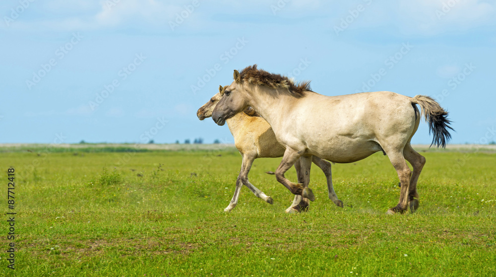 Herd of wild horses running in a field in summer Herd of wild horses running in a field in summer