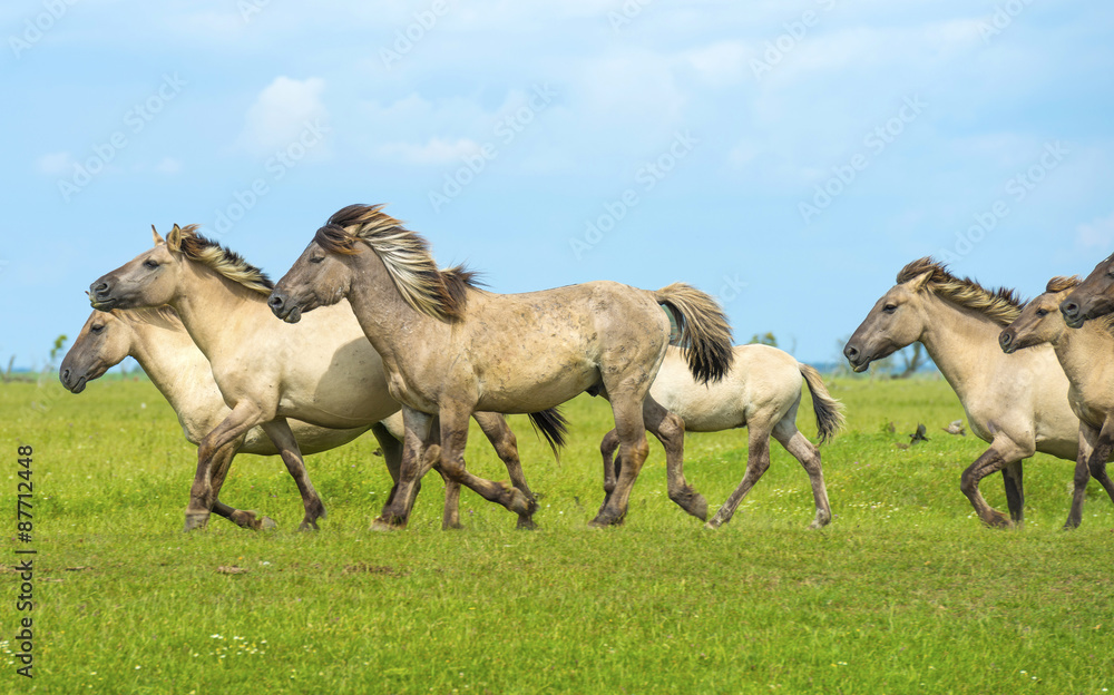 Obraz premium Herd of wild horses running in a field in summer