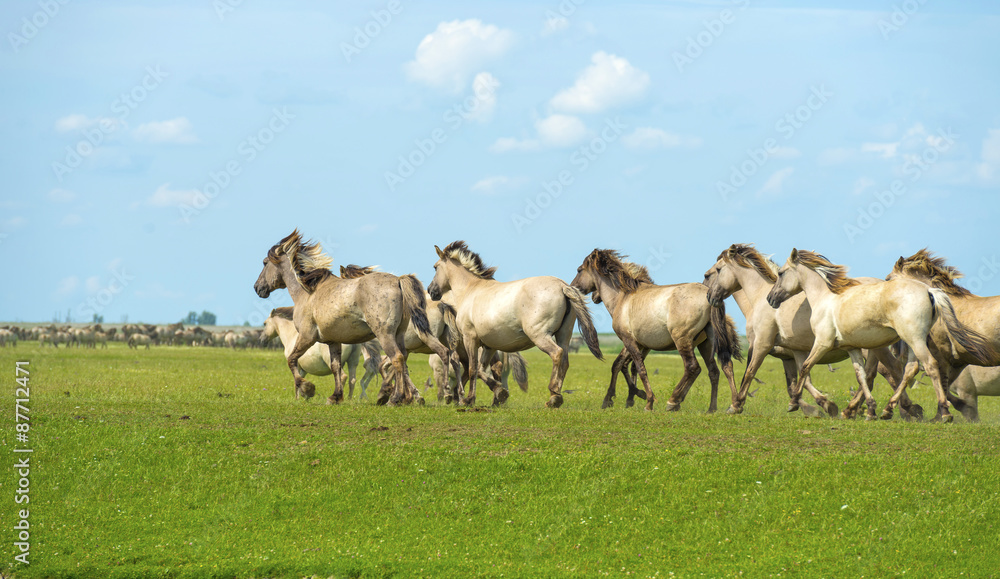 Herd of wild horses running in a field in summer Herd of wild horses running in a field in summer
