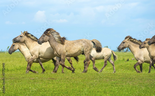 Herd of wild horses running in a field in summer