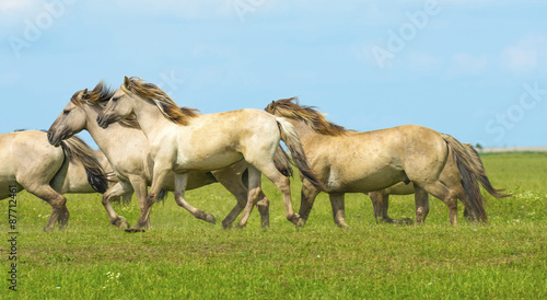 Herd of wild horses running in a field in summer © Naj