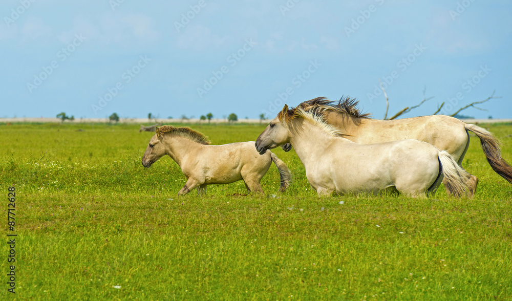 Herd of wild horses running in a field in summer Herd of wild horses running in a field in summer