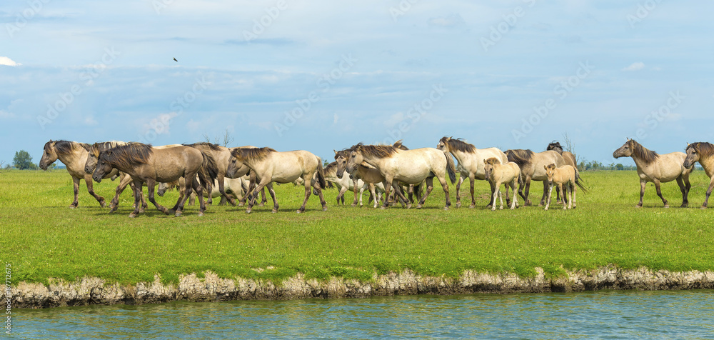 Fototapeta premium Herd of wild horses running along a river in summer