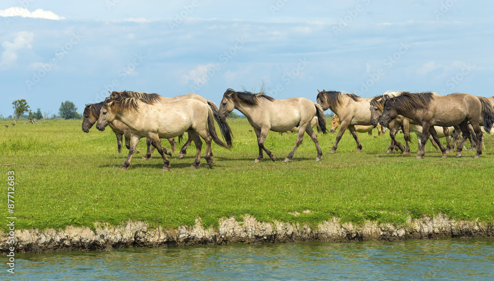 Herd of wild horses running along a river in summer