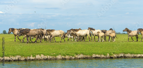 Wallpaper Mural Herd of wild horses running along a river in summer Torontodigital.ca