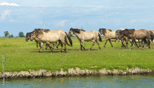 Fototapeta Naklejka Na Ścianę i Meble -  Herd of wild horses running along a river in summer