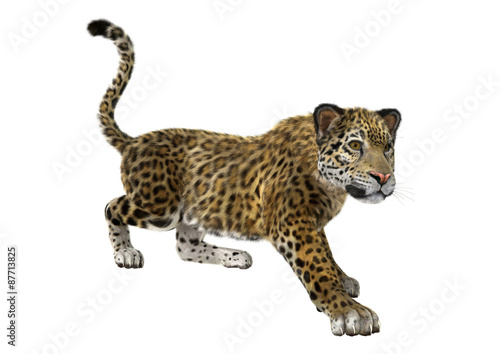 Fototapeta Naklejka Na Ścianę i Meble -  Big Cat Jaguar