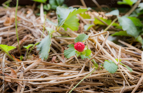 A fresh sapling in a garden.