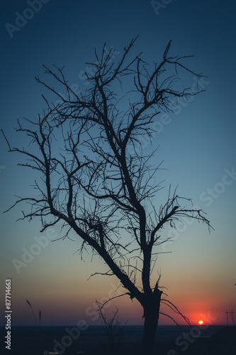 Tree silhouette  at sunset  © kkolosov
