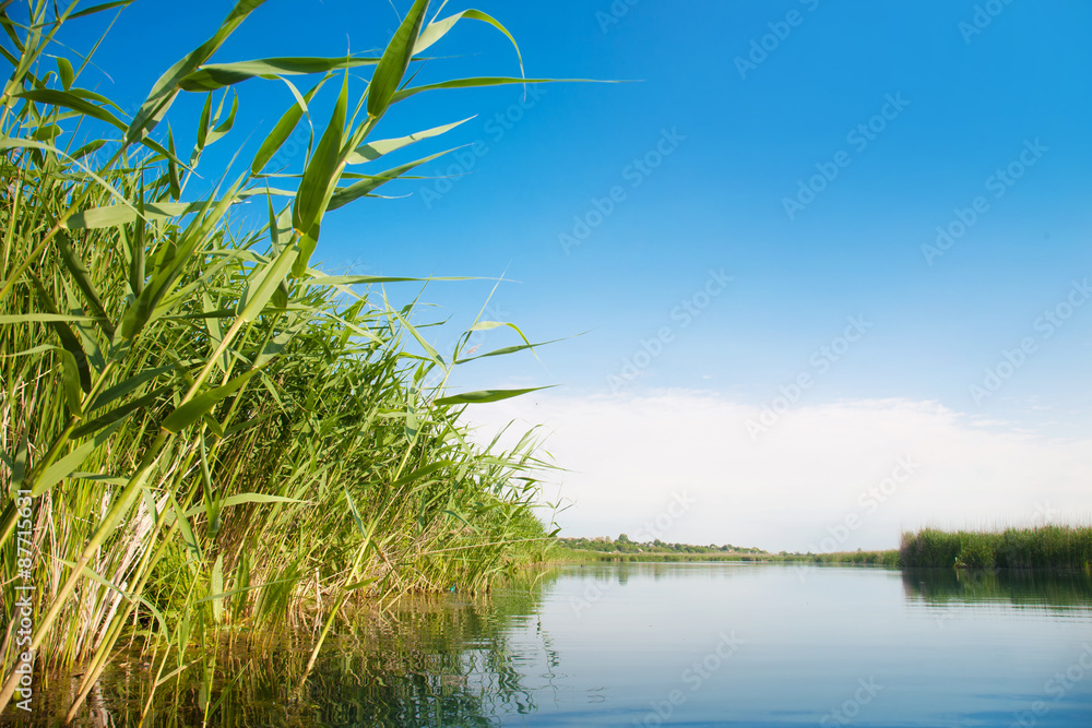 Fototapeta premium River landscape in summer sunny day