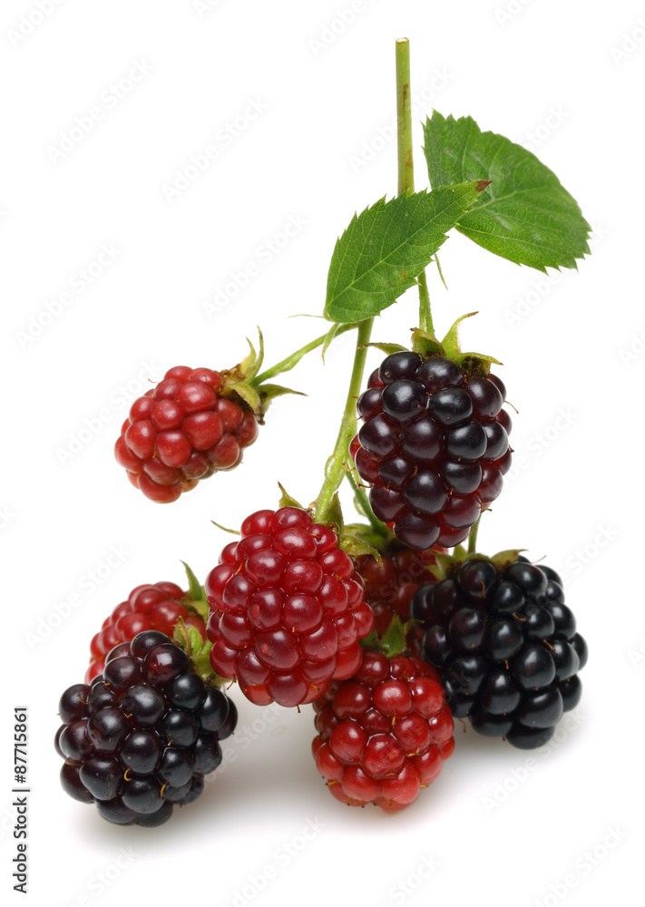 Blackberry Blackberry