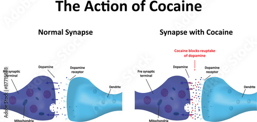 The Action of Cocaine