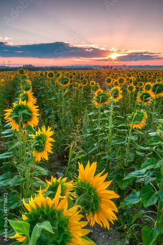 Sunflower sunrise