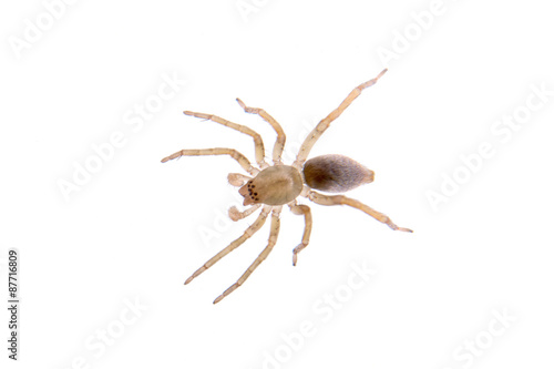 Grey brown spider on a white background © NERYX