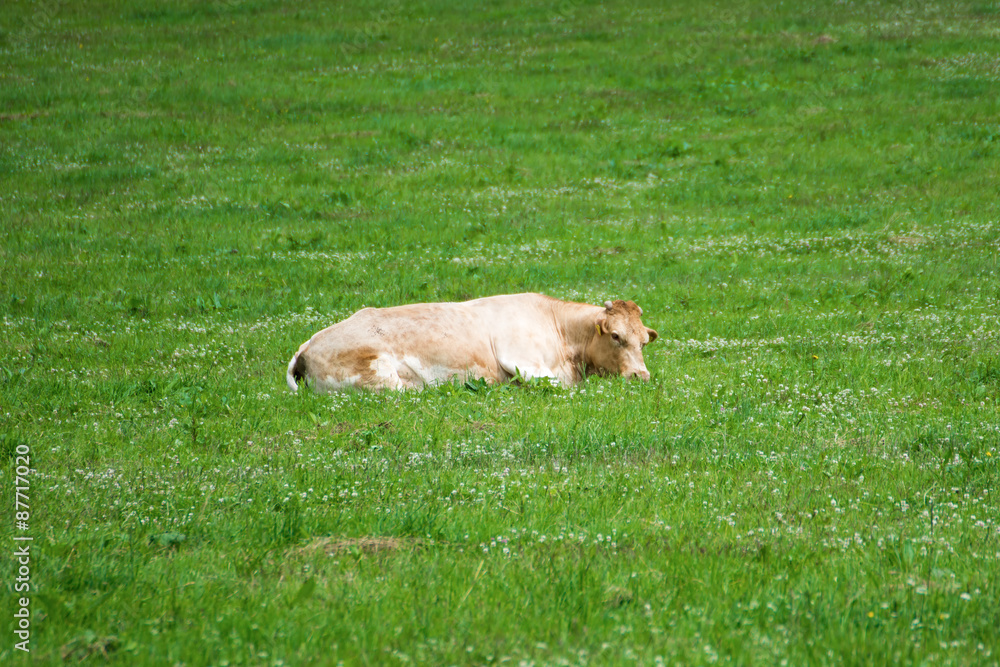 Light brown cow lying on pasture Light brown cow lying on pasture