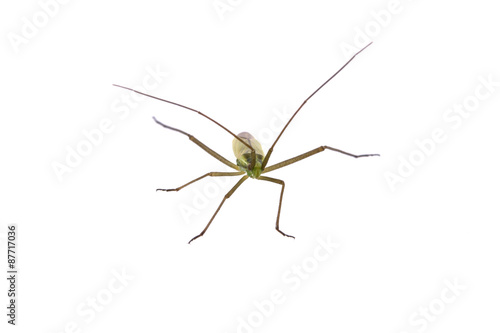 Insect with long antennae on a white background © NERYX