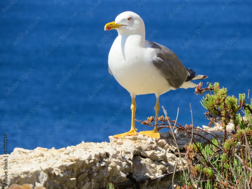 Fototapeta premium seagull