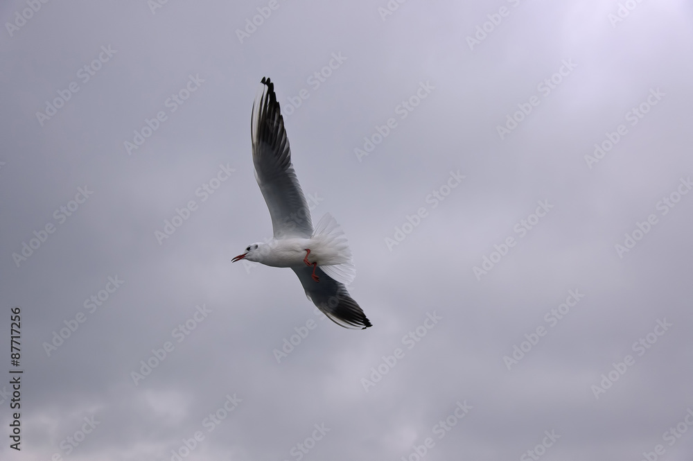 Seagull Seagull