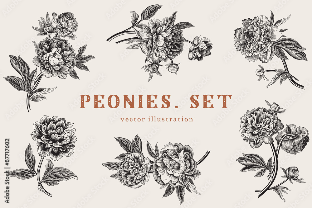 Naklejka Vintage ilustracji wektorowych. Piwonie. Zestaw.