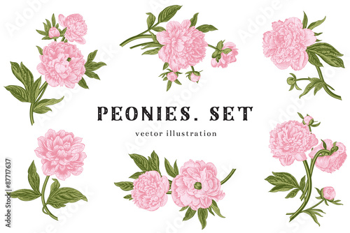 Vintage vector illustration. Peonies. Set.