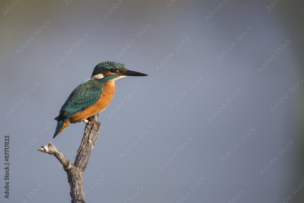 Martin-pêcheur Martin-pêcheur