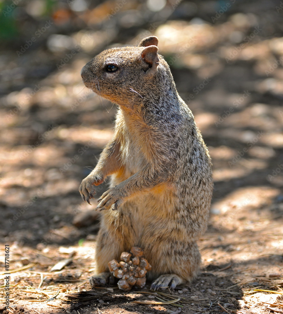 Ecureuil gris, scirius carolinensis, USA Ecureuil gris, scirius carolinensis, USA