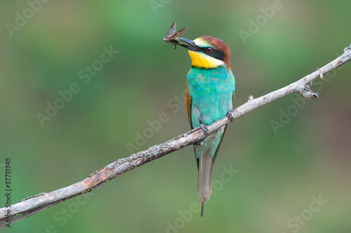 European bee-eater with insect prey