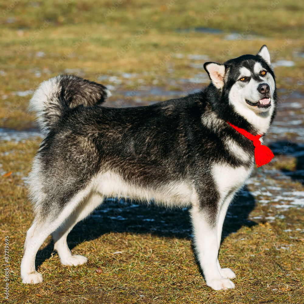 Beautiful Alaskan Malamute Dog Outdoor Beautiful Alaskan Malamute Dog Outdoor