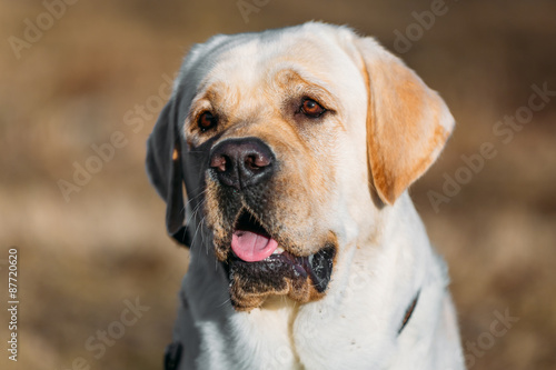 Beautiful White Labrador Lab Dog Outdoor Portrait