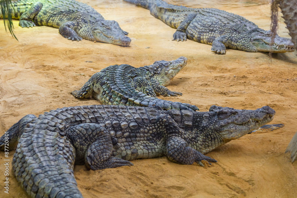 group of dangerous Nile crocodiles resting (Crocodylus niloticus group of dangerous Nile crocodiles resting (Crocodylus niloticus