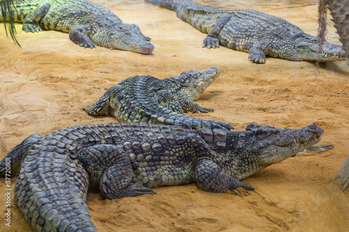 group of dangerous Nile crocodiles resting (Crocodylus niloticus