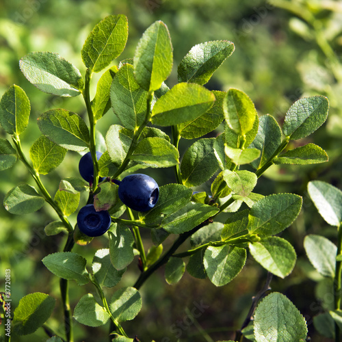 Fotografija Bilberry, whortleberry or European blueberry