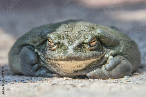 bull frog close up portrait photo