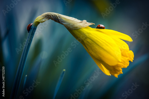 Fototapeta Naklejka Na Ścianę i Meble -   Beautiful narcissus flower with two ladybug on it.