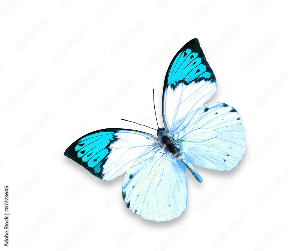 Fototapeta premium Blue Butterfly on the white isolated background