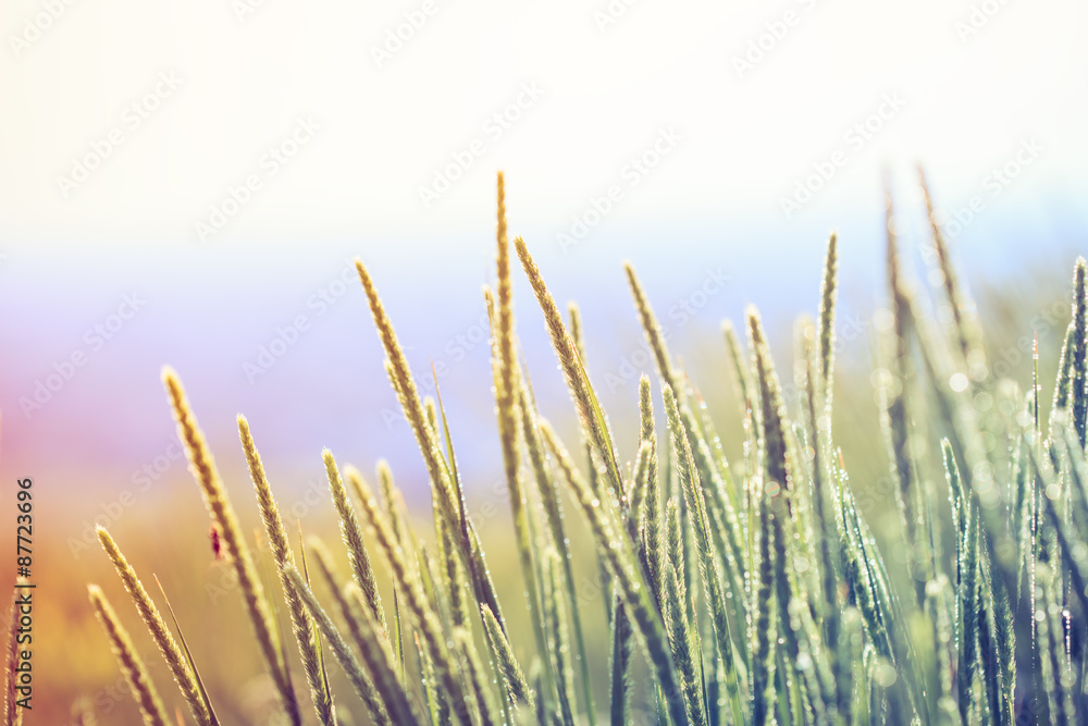 Wildflower background