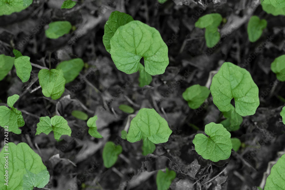 Green sprout growing from ground. Seamless Tileable Texture. Green sprout growing from ground. Seamless Tileable Texture.