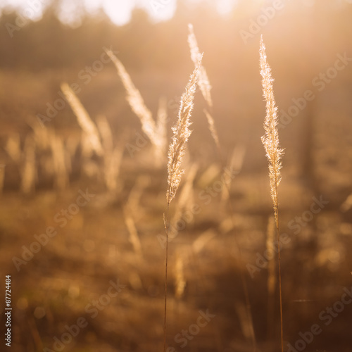 Dry Red Grass Field Meadow