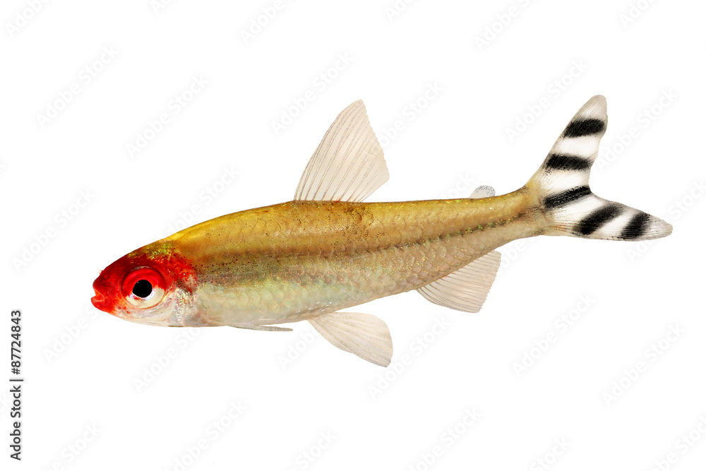 Fototapeta premium Aquarium fish Rummy-nose Tetra Hemigrammus rhodostomus bleheri freshwater 