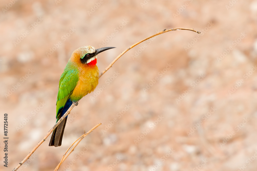 Obraz premium African Bee Eater at Chobe River, Botswana