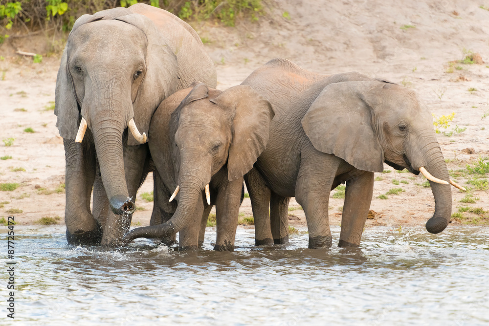 Fototapeta premium Elephants at the bank of Chobe river in Botswana