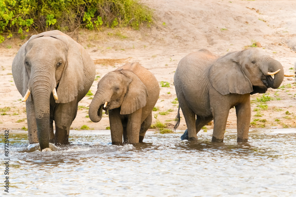 Elephants at the bank of Chobe river in Botswana