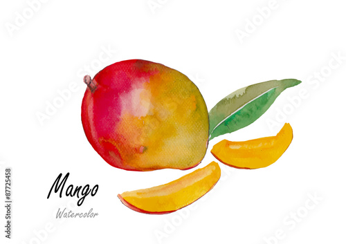 Mangoes.Hand drawn watercolor painting on white background.Vector illustration