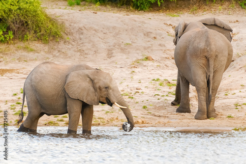 Elephants at the bank of Chobe river in Botswana