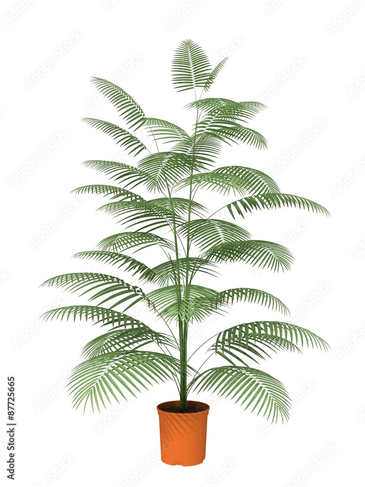 potted plant potted plant