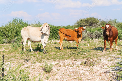 Fototapeta Naklejka Na Ścianę i Meble -  Cows on the field