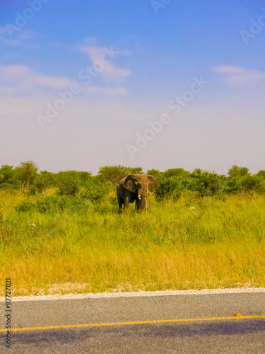 Elephant at the road